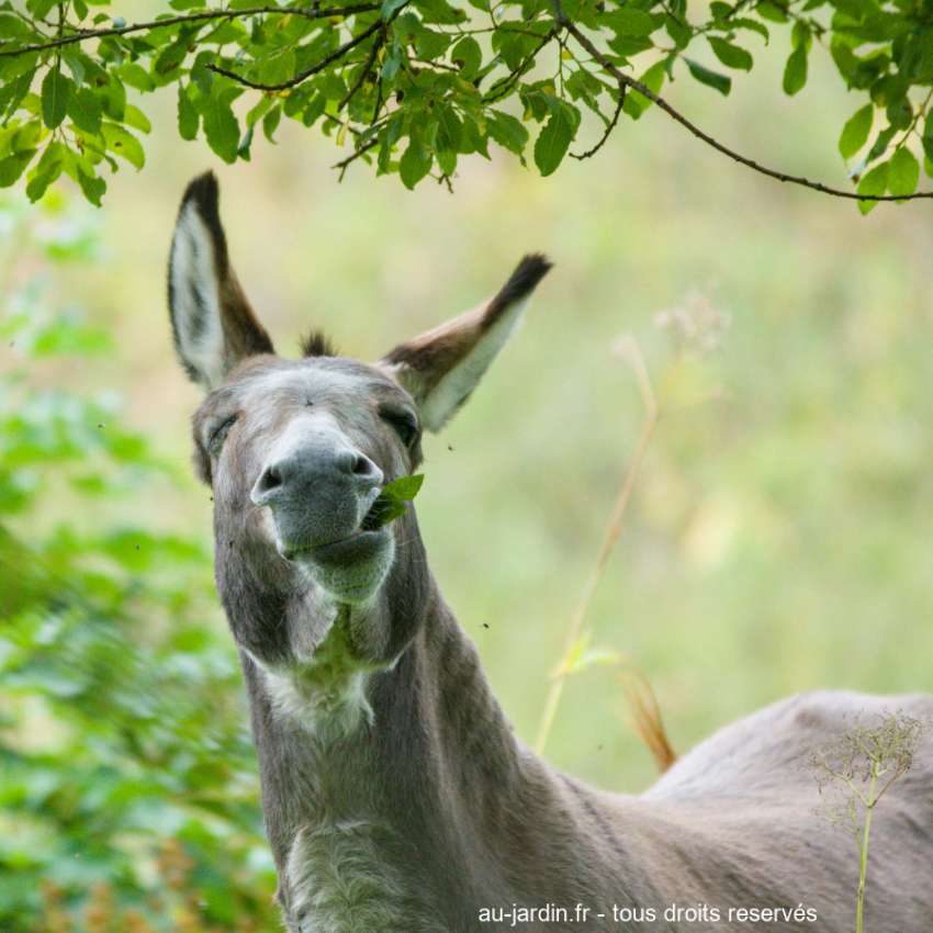 portrait d'âne en train de manger.