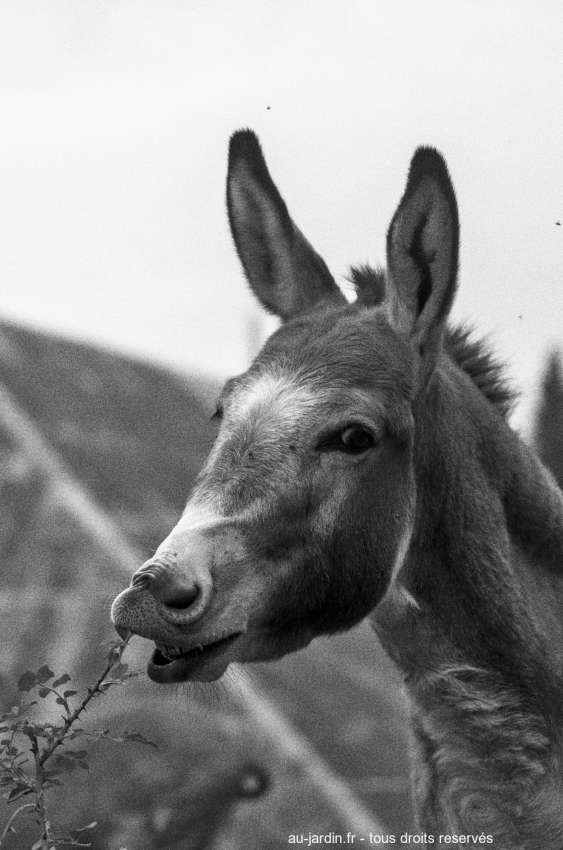 tête d'âne en noir et blanc
