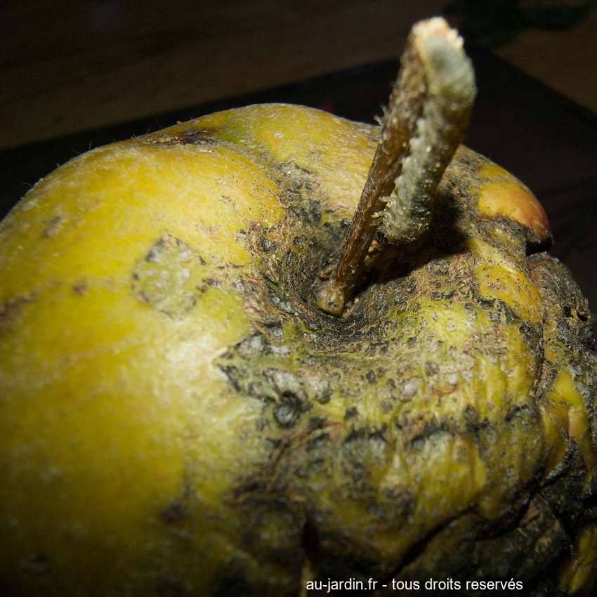 Chenille sur pomme malade