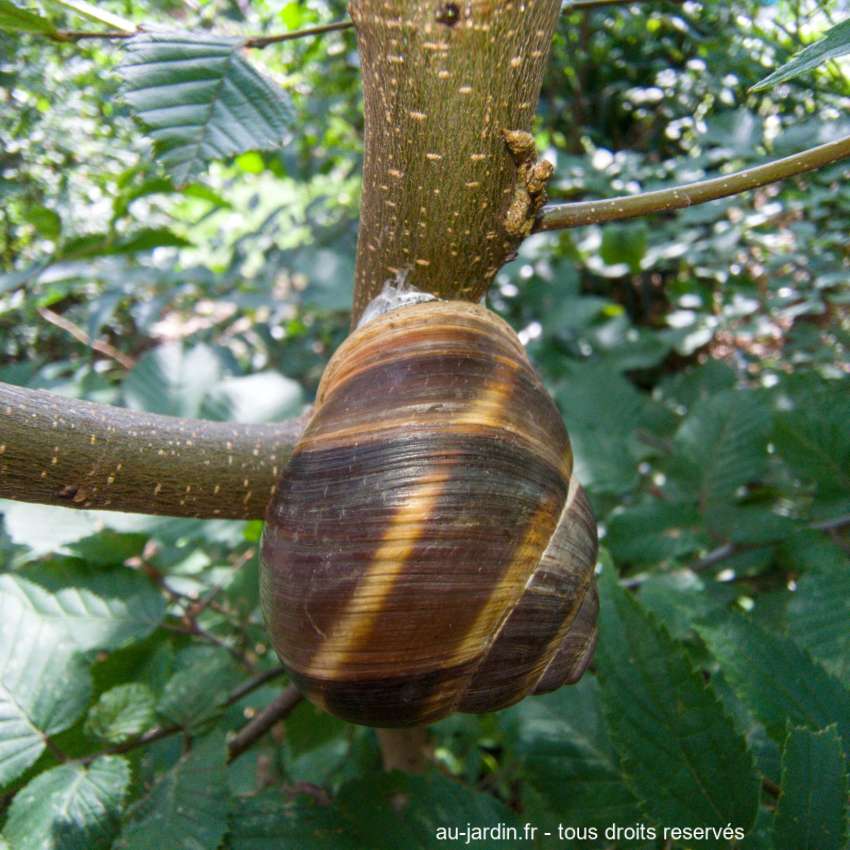 escargot sur une branche