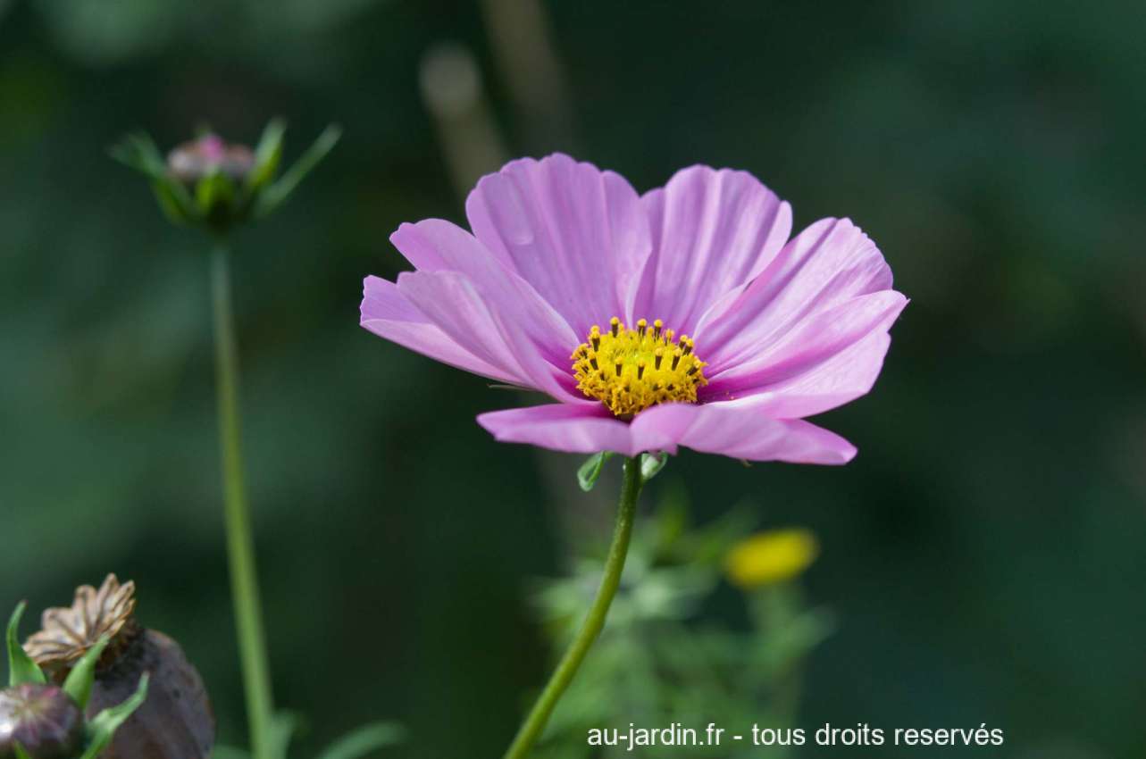 fleur cosmos