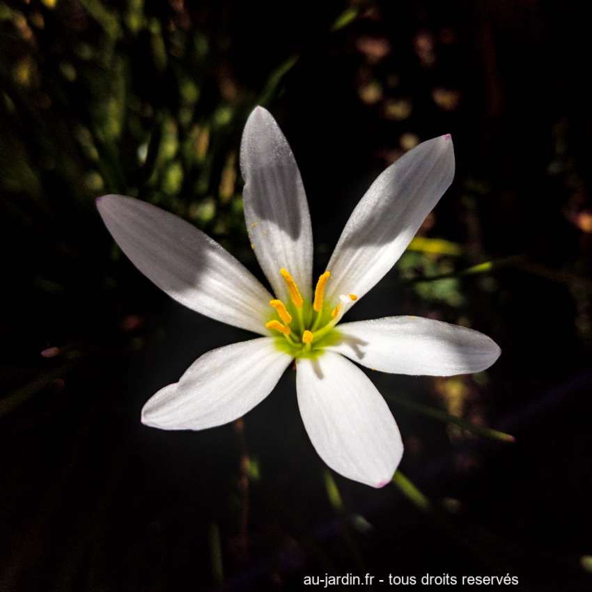 lis zéphyr - Zephyranthes candida sur fond noir