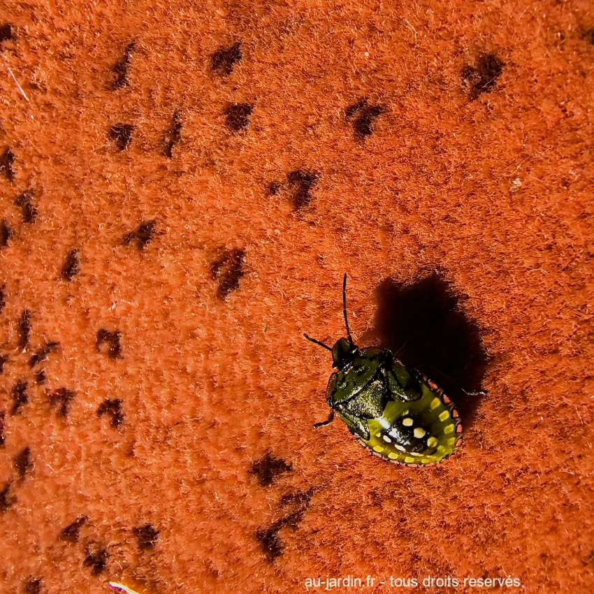 Nymphe de punaise verte, ponctuée de points jaune sur tapis