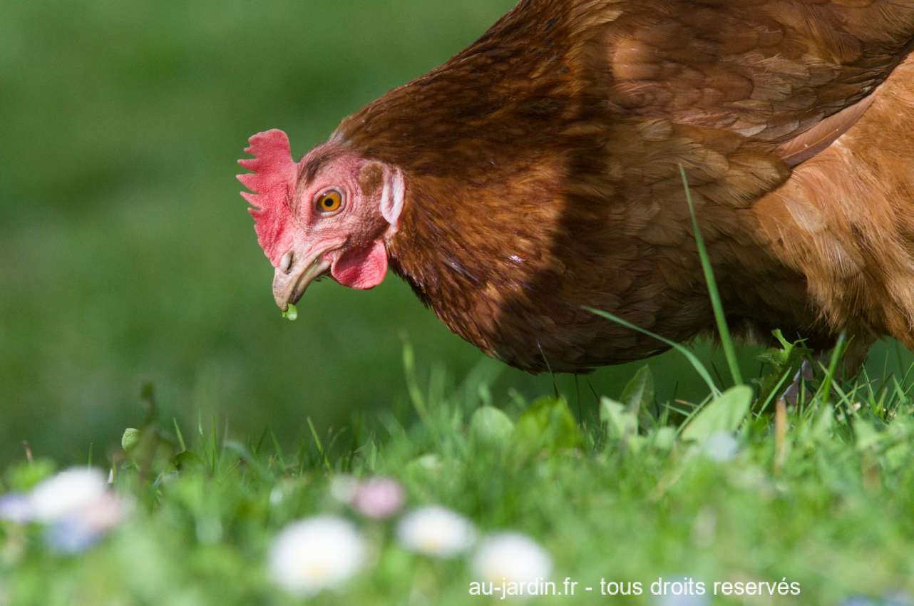 une poule pondeuse rousse sur l'herbe