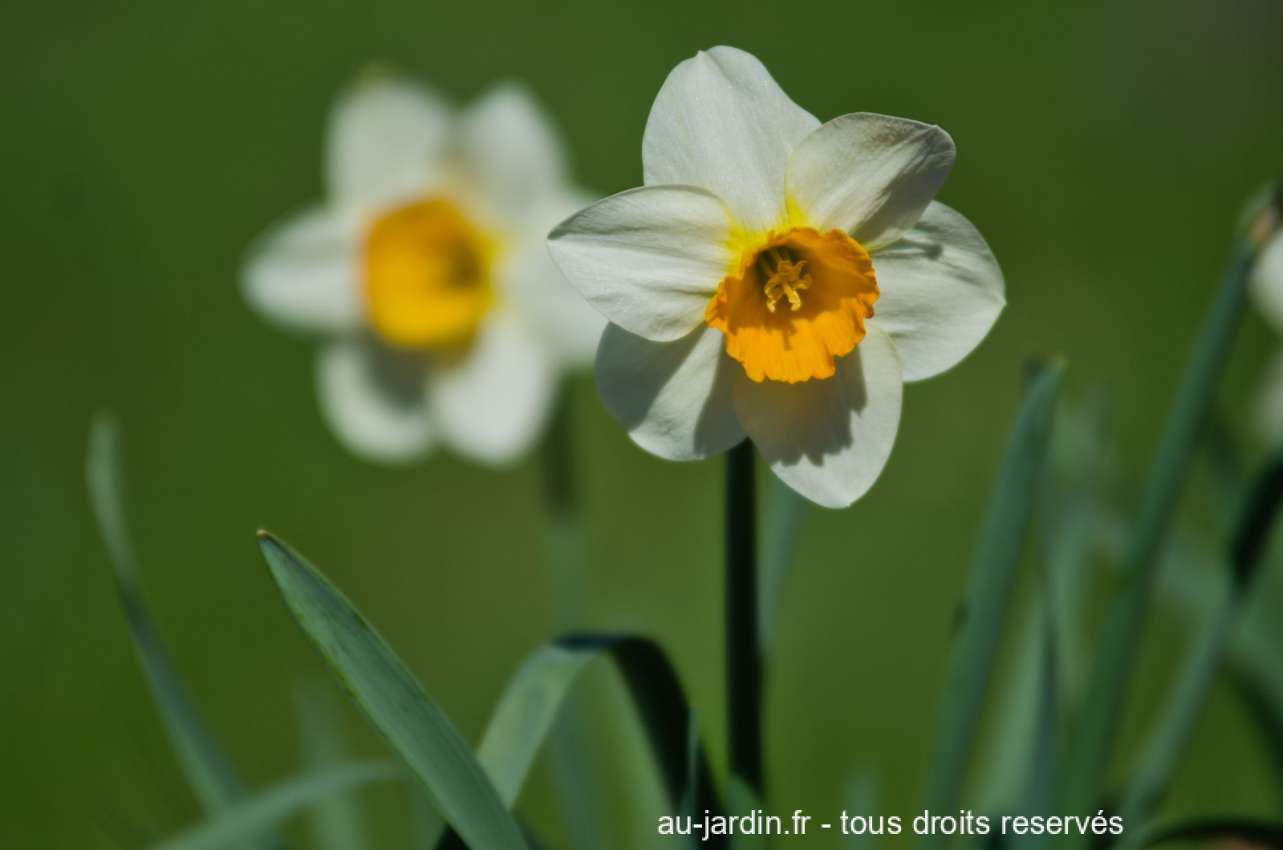 Jonquille sur fond vert