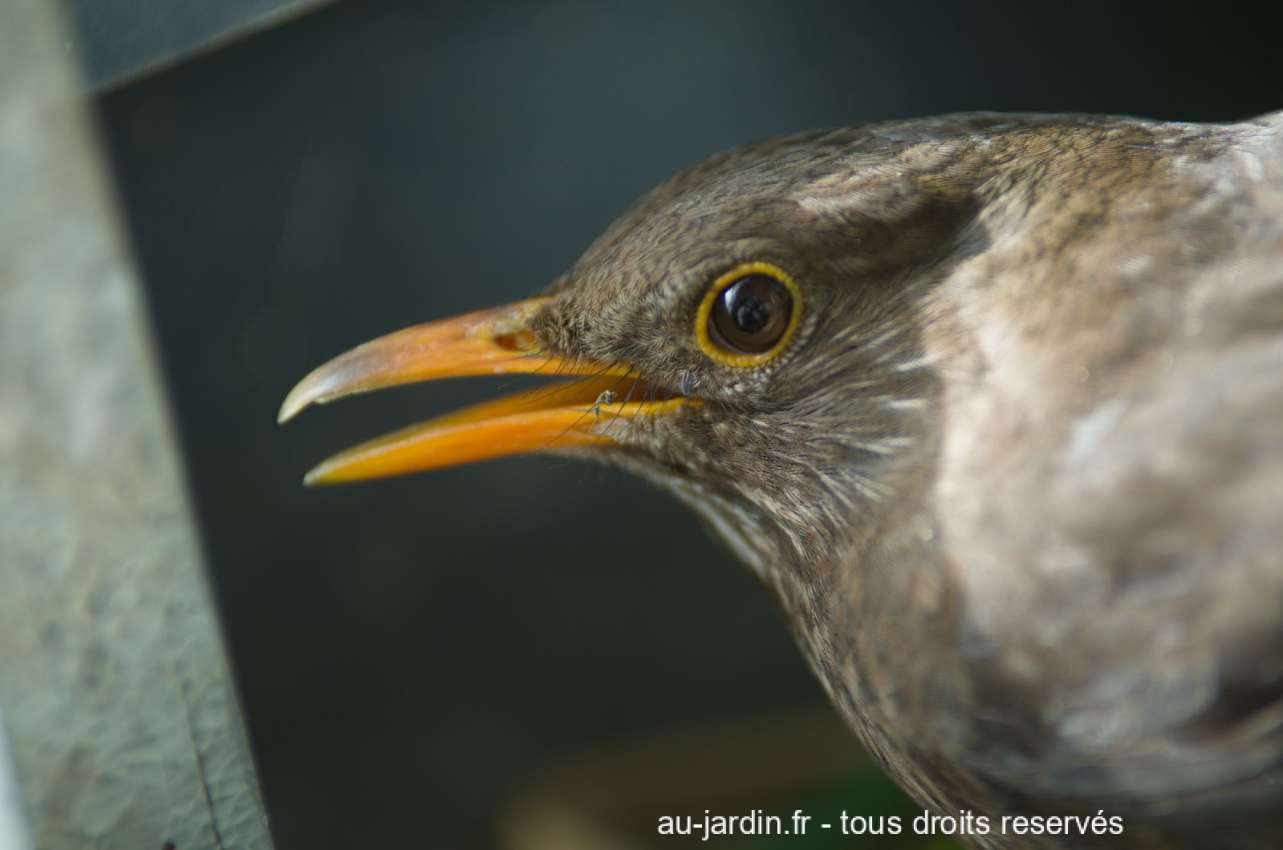 tête de merle en gros plan avec son bec orange