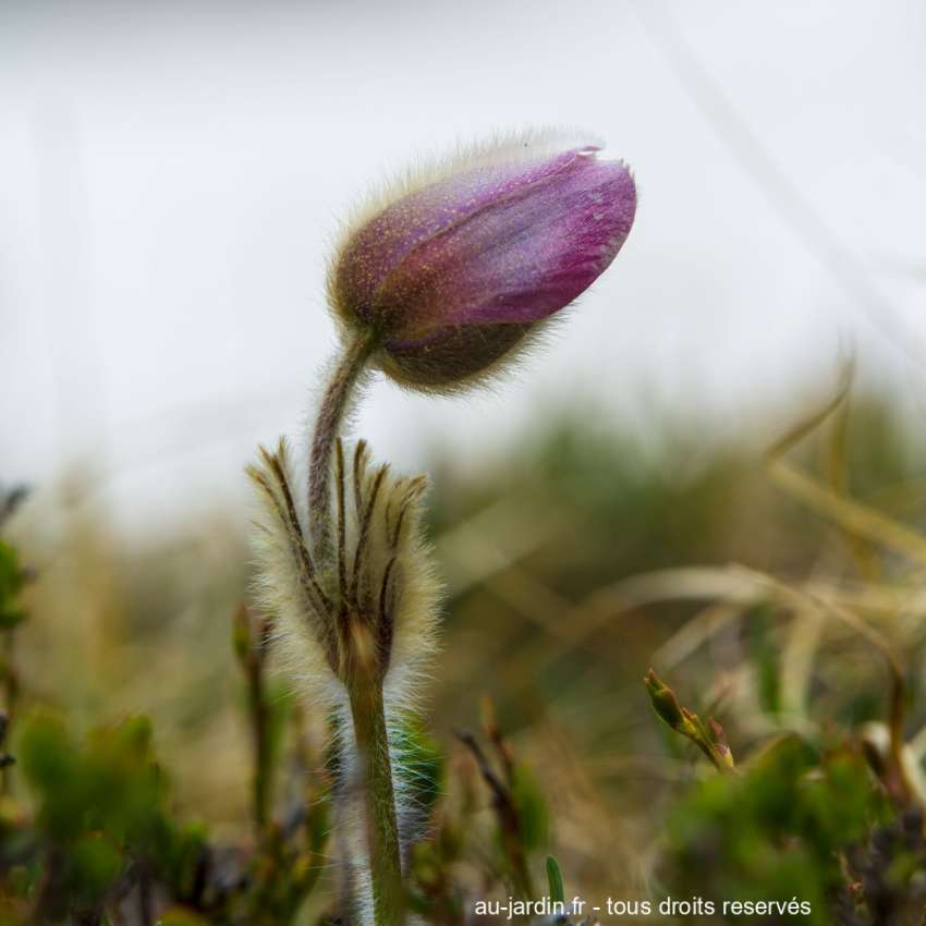 Une anémone de printemps juste avant l'éclosion sur fond blanc.