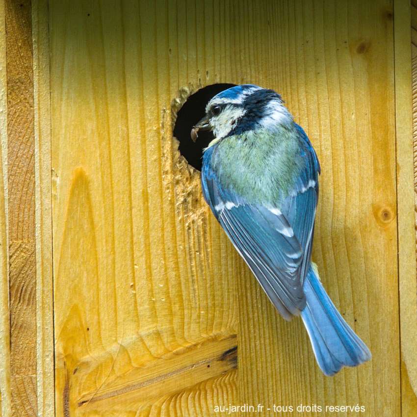 mésange bleue devant un nichoir
