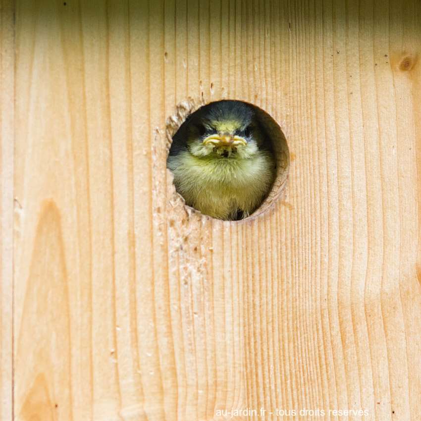 oisillon de mésange dans un nichoir