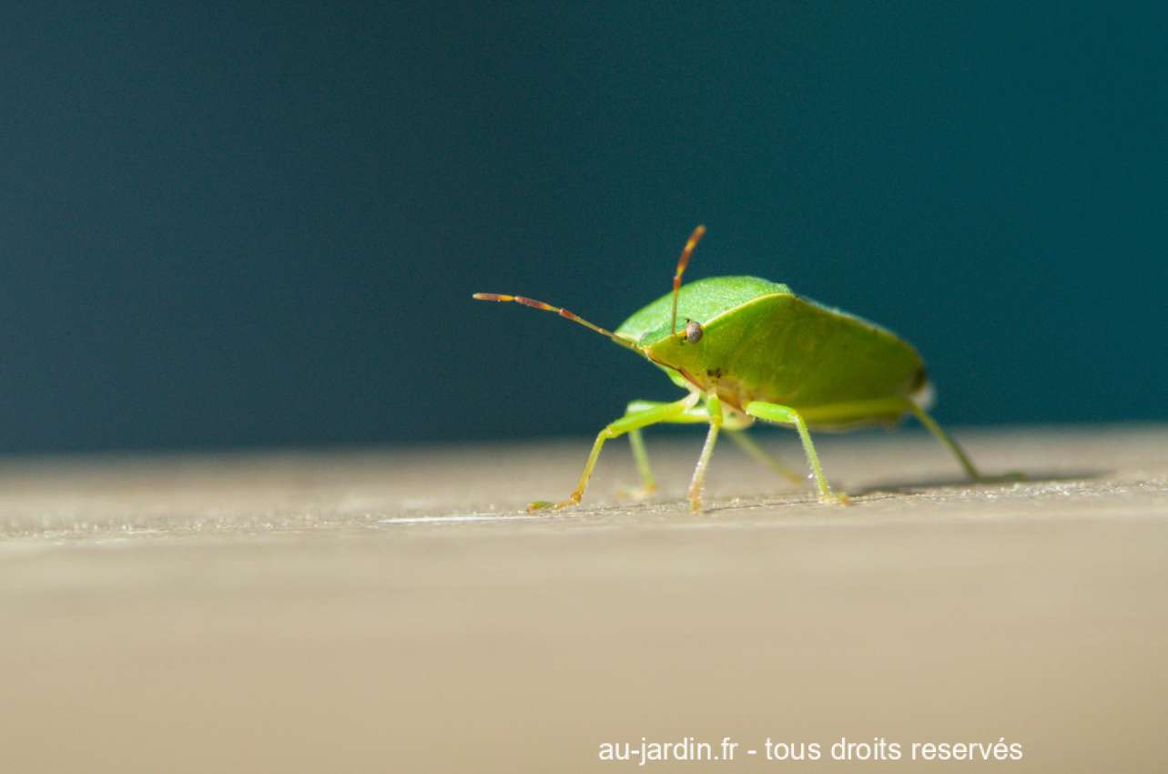 Punaise verte en proxy-photo