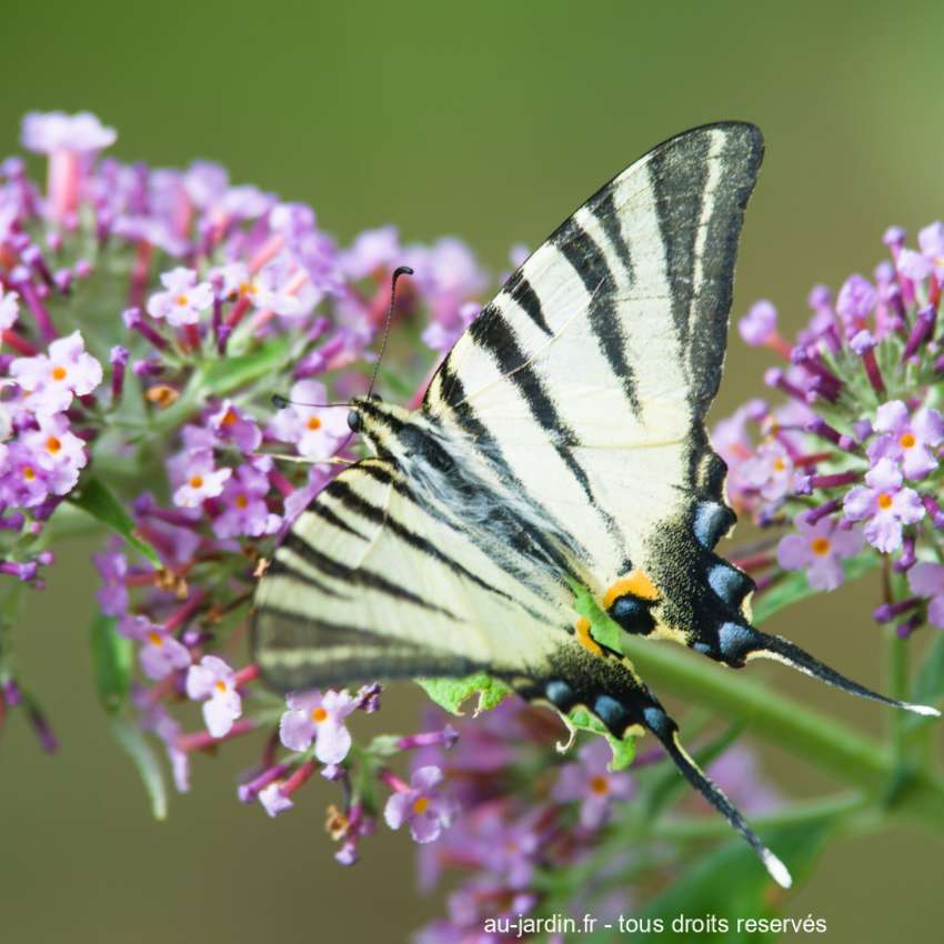 Imago du papillon Flambé sur petites fleurs roses de buddleia