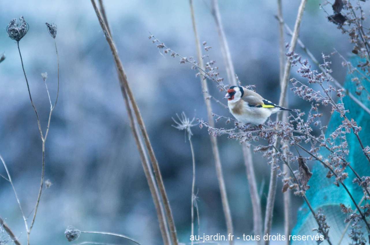 Oiseau chardonneret élégant perché sur une branche dans un jardin en hiver, en Savoie.