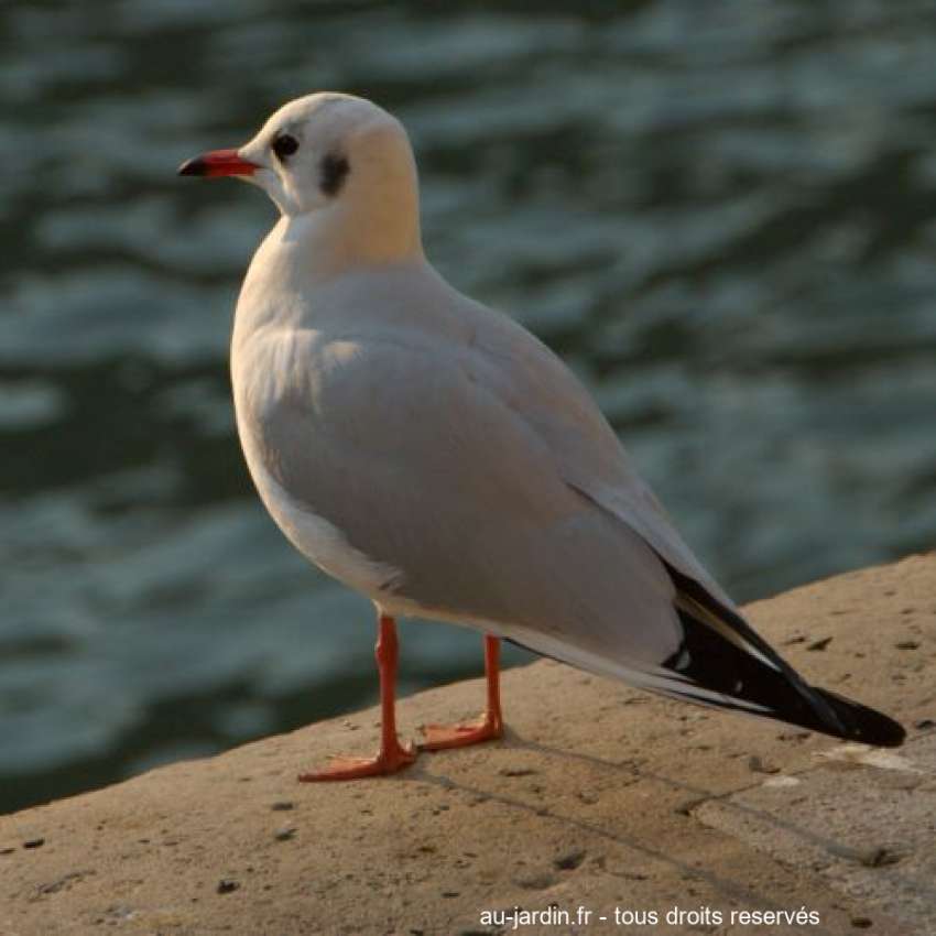 Featured blog image