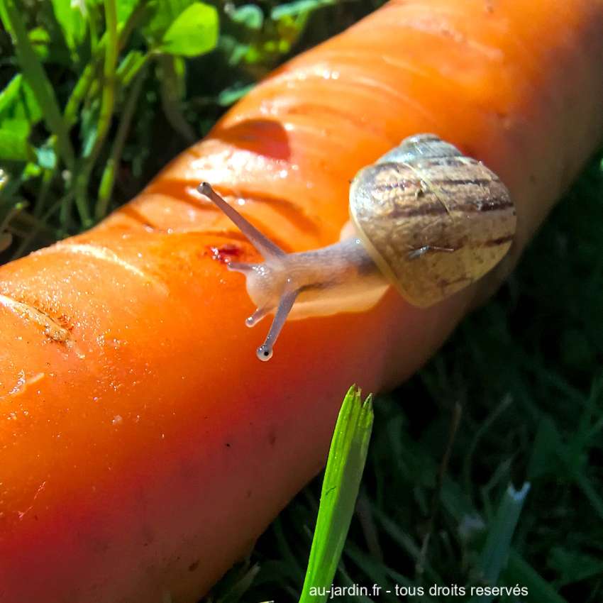 Petit escargot sur une grosse carotte