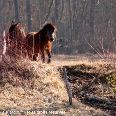 Poneys sur les pentes du Revard