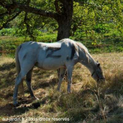 On a retrouvé le cheval de Zorro