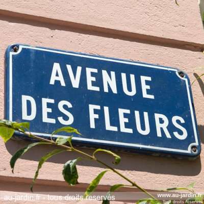 Un hommage à toutes ces fleurs victimes de sécateurs