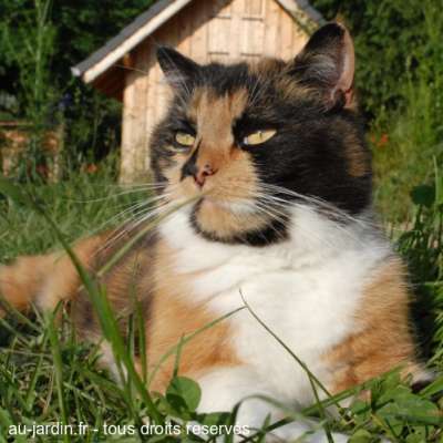 chat de Saint Offenge