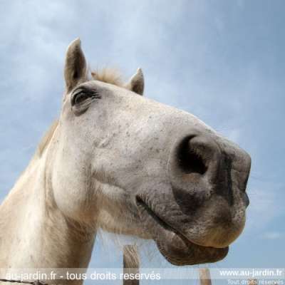 Le sourire d'une Jument camarguaise