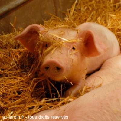 Petit cochon de lait pas laid.