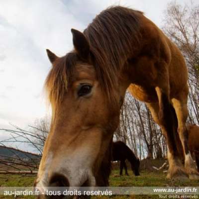 Le cheval de Don Quichotte