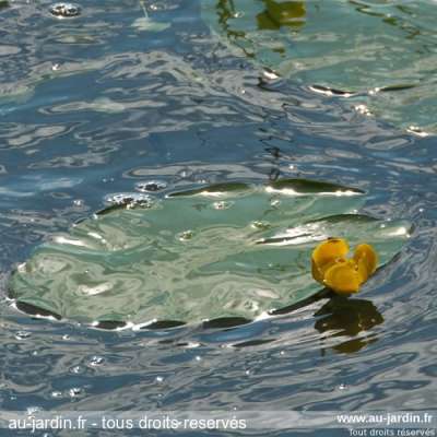 Fleur de nénuphar au lac d'Aiguebelette