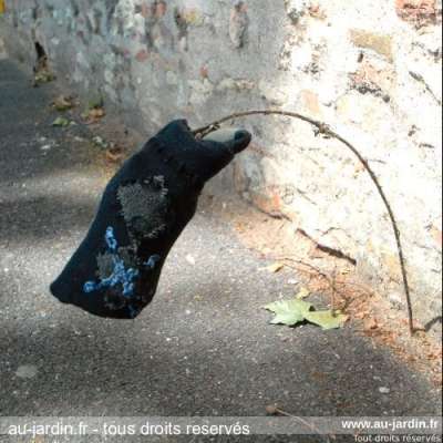 Fleur qui cent pas ou presque.