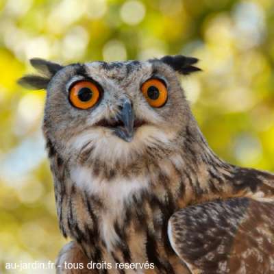 Hibou grand Duc