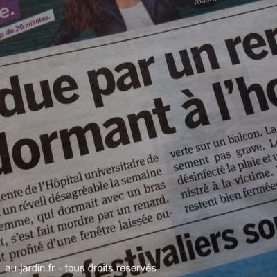 Hôpital sauvage