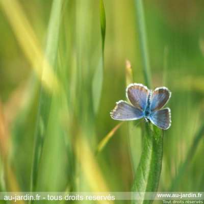 Papillon azuré des cytises