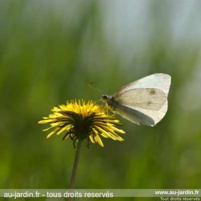 Papillon piéride de la rave