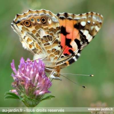 Papillon Belle Dame sur fleur de trèfle