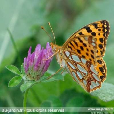 Papillon petit nacré