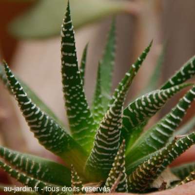 Plante grasse d'interieur