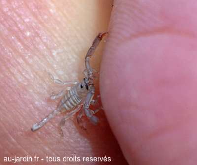 Bébé scorpion