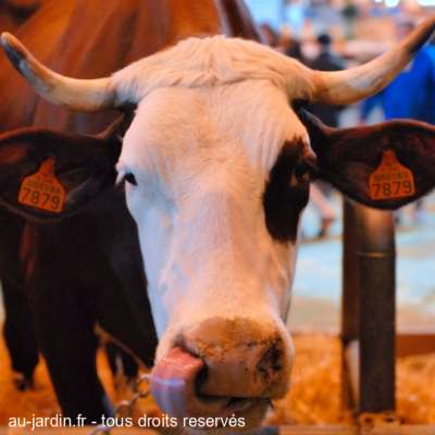 Vache de Salon mal élevée