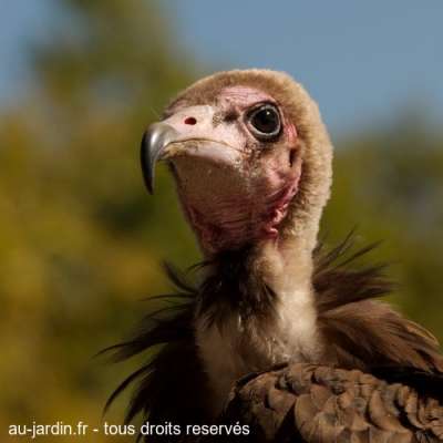 Vautour Neophron Moine
