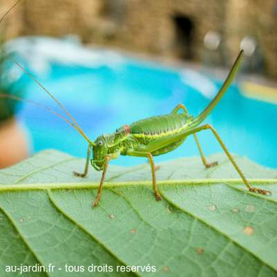 Sauterelle sur piscine