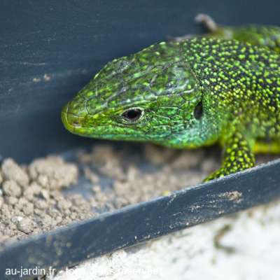 Tête de lézard vert