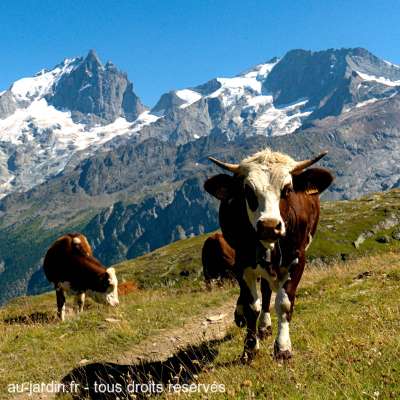Vache sur le plateau d'Emparis