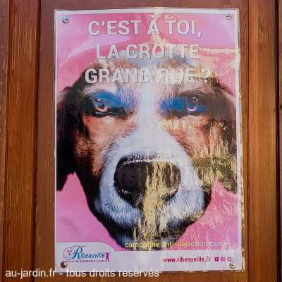 Tête d'affiche
