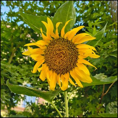 Tournesol sur fond vert