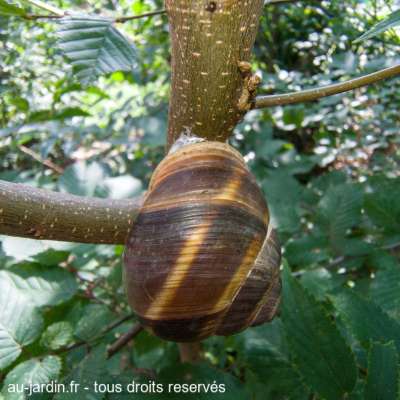 Gros escargot sur petit tronc