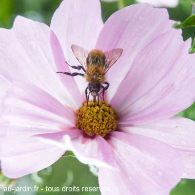 Abeille en plongée
