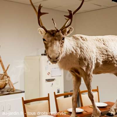 Un ongulé sur la table