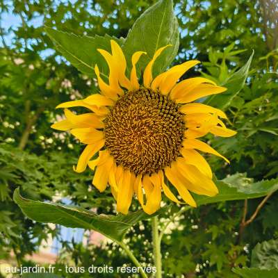 Tournesol sur fond vert