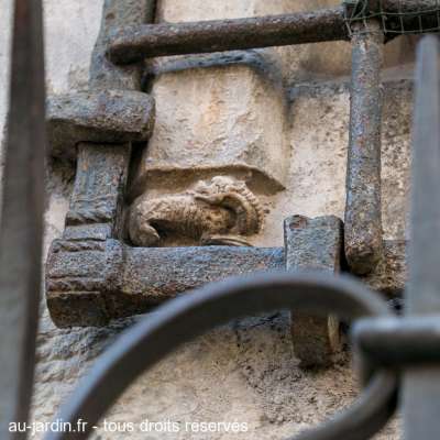 Salamandre derrière la grille