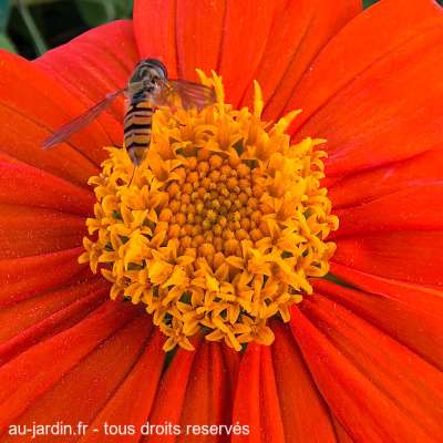 Syrphe ceinturé sur fond de tithonia goldfinger