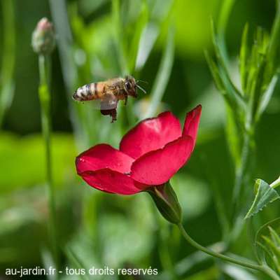 Abeille en phase terminale