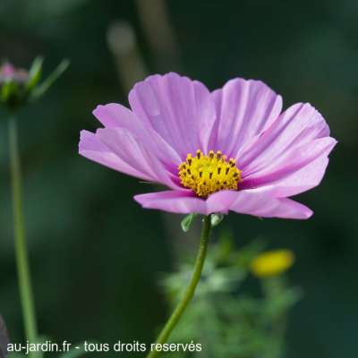 Si près du cosmos